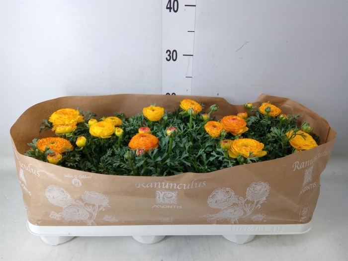 <h4>Ranunculus  'Sprinkles Red-Yellow'</h4>