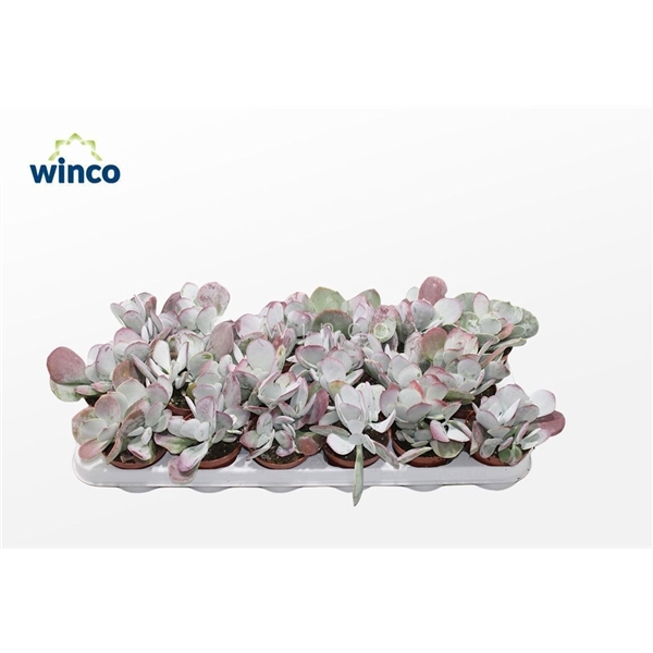 <h4>Cotyledon Ssp.(pink Leaf)</h4>