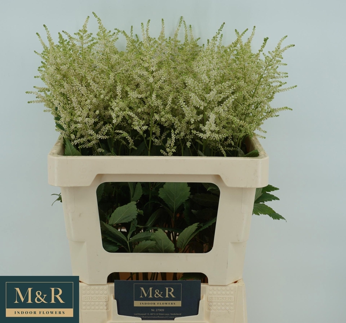 <h4>ASTIL JA EUROPA</h4>