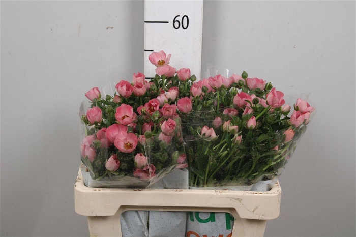 <h4>Ran Magical Strawberry</h4>