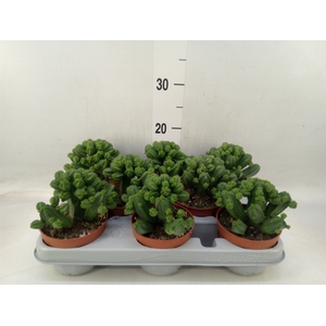 Euphorbia   ...