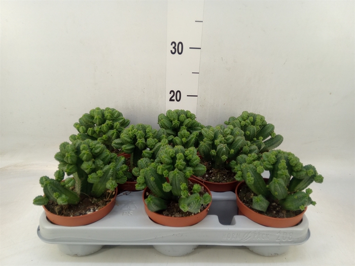 <h4>Euphorbia   ...</h4>
