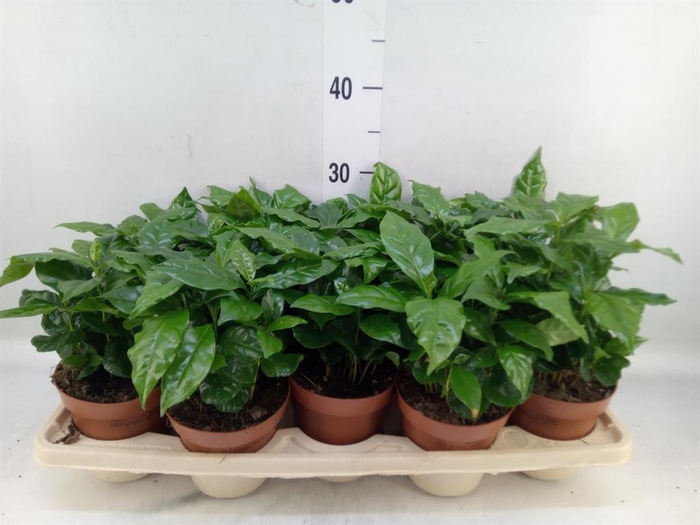 <h4>Coffea arabica</h4>