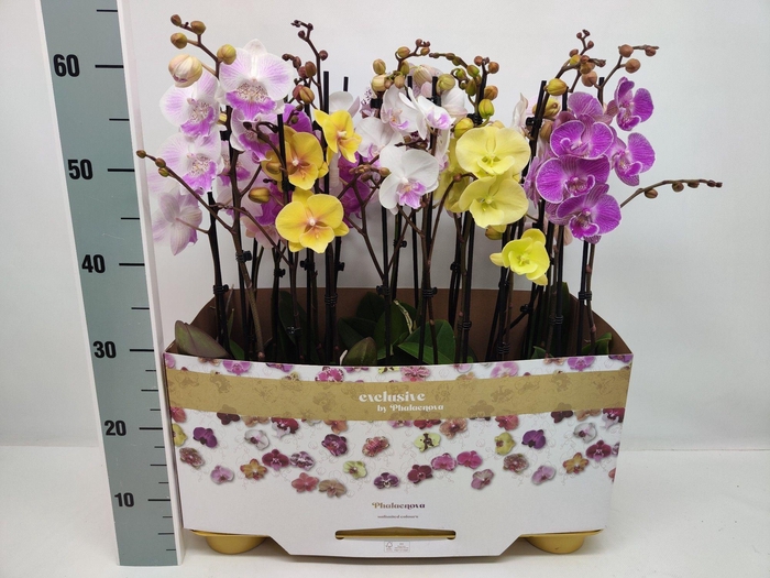 PHAL GEM 10 KL