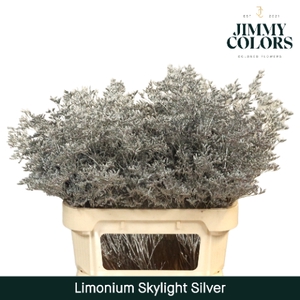 Limonium Skylight L70 Mtlc. Zilver