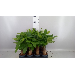 Pachira aquatica