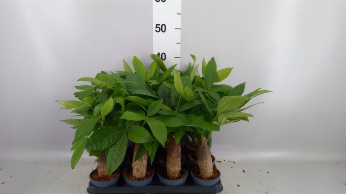 Pachira aquatica