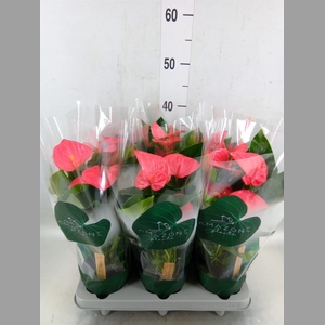 Anthurium andr. 'Melito'