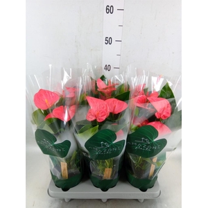 Anthurium andr. 'Melito'