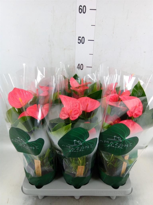 <h4>Anthurium andr. 'Melito'</h4>