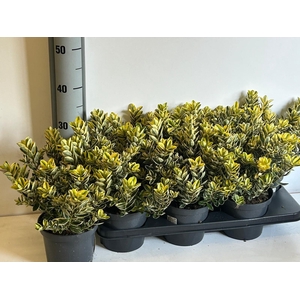 HEBE AND VARIEGATA