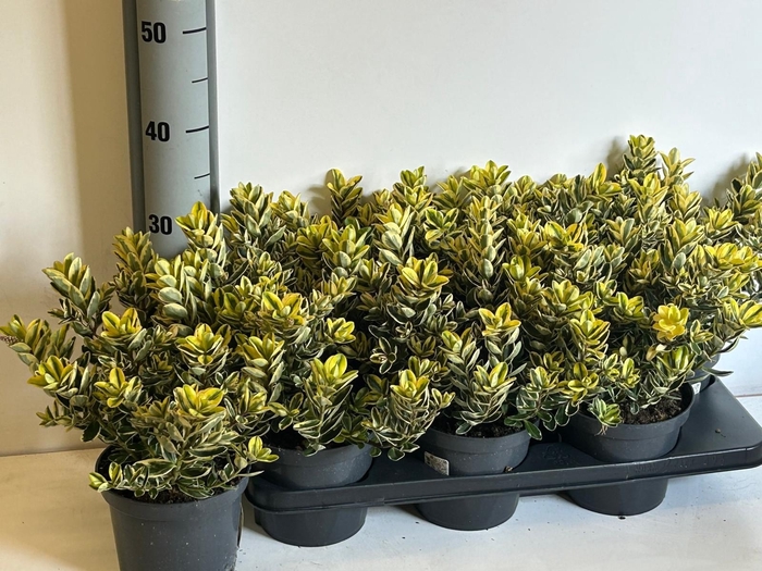 <h4>HEBE AND VARIEGATA</h4>