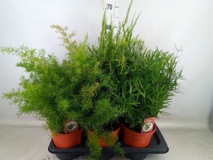 <h4>Asparagus   ...mix 3</h4>