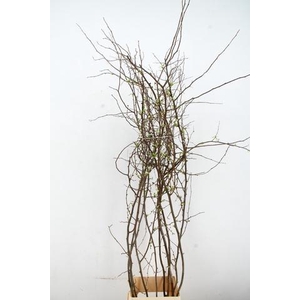 CHAENOMELIS SUPERBA WHITE EXTRA 160CM