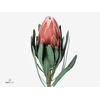 Protea Lieben Cherry
