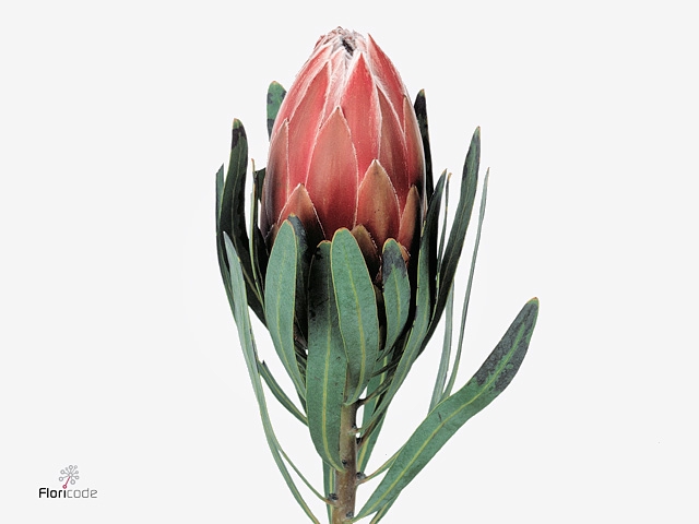 Protea Lieben Cherry