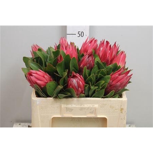 Protea Cynaroides Madiba