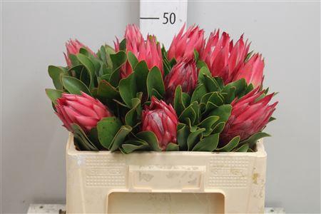 <h4>Protea Cynaroides Madiba</h4>