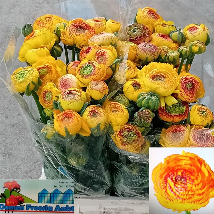 <h4>Ran Aazur Orange Str</h4>