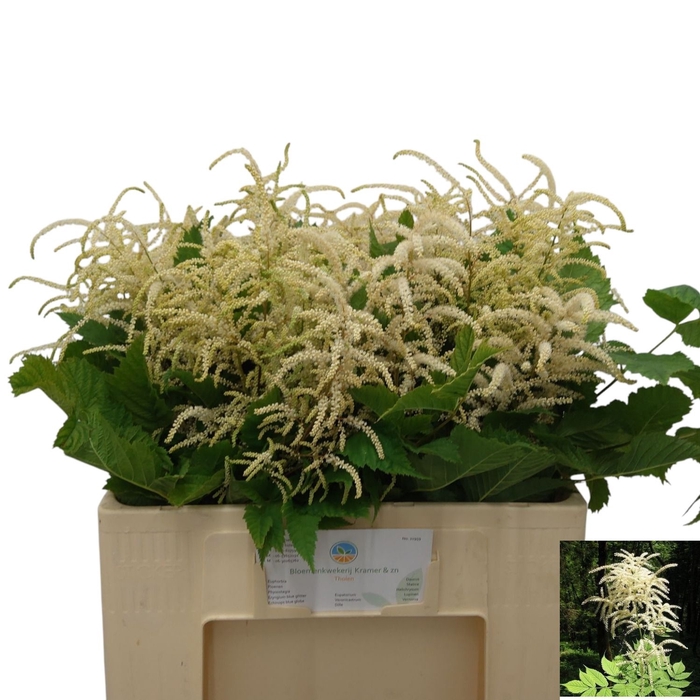 <h4>ARUNCUS DIOICUS</h4>