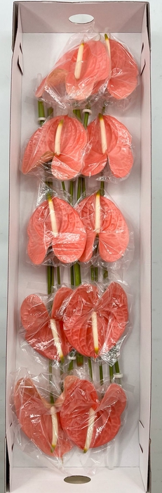 Anthurium Candy Price x box) 12 st.