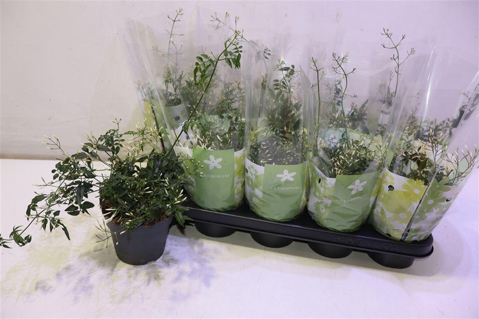 <h4>Jasm Polyanthum Wit</h4>