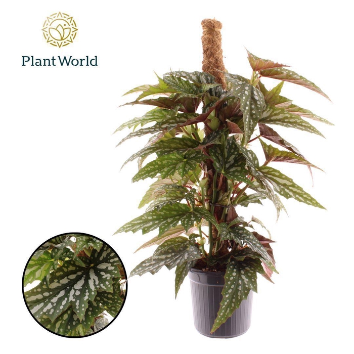 <h4>Begonia Sherwood Mosstok</h4>