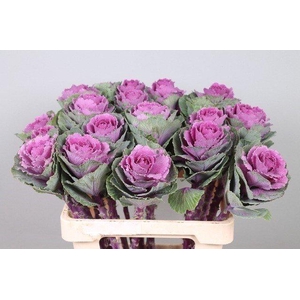Brassica crane ruby