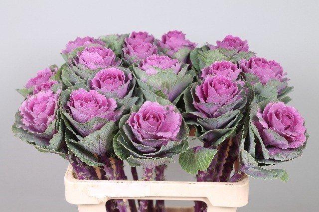 <h4>Brassica crane ruby</h4>