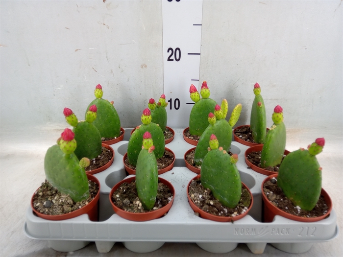 <h4>Opuntia</h4>