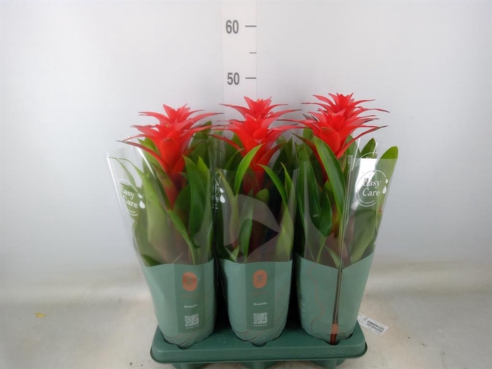 <h4>Guzmania  'Calypso'</h4>