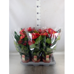Anthurium andr. 'Tremendo'