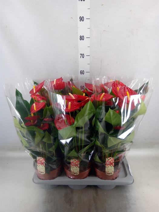 <h4>Anthurium andr. 'Tremendo'</h4>