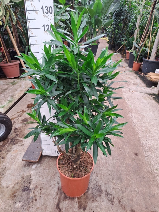 <h4>Dracaena</h4>