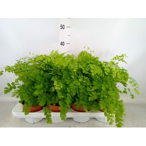 Adiantum raddi. 'Fragrans'