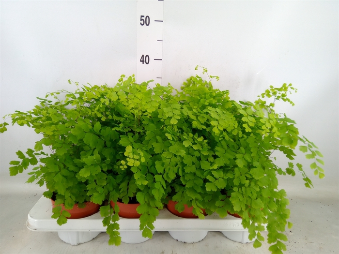 <h4>Adiantum raddi. 'Fragrans'</h4>