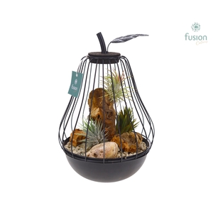 Peer metaal zwart Small met Tillandsia Air Plants