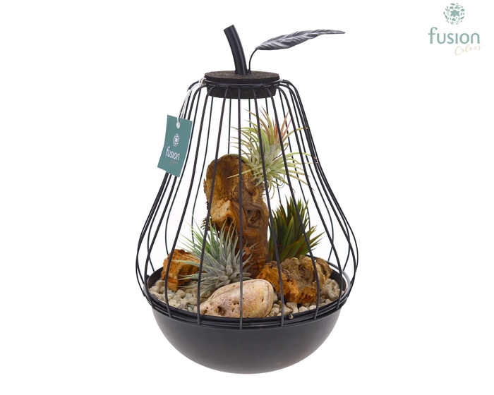 <h4>Peer metaal zwart Small met Tillandsia Air Plants</h4>