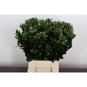 Ilex Bl M Blu Prince 50cm