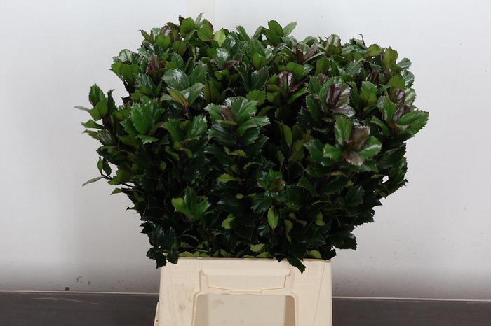 <h4>Ilex Bl M Blu Prince 50cm</h4>