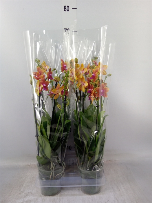 <h4>Phalaenopsis multi. 'Ant Bolgheri'</h4>