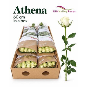 R Gr Athena
