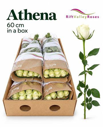 <h4>R Gr Athena</h4>