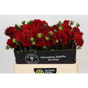 Dahlia Red Velvet