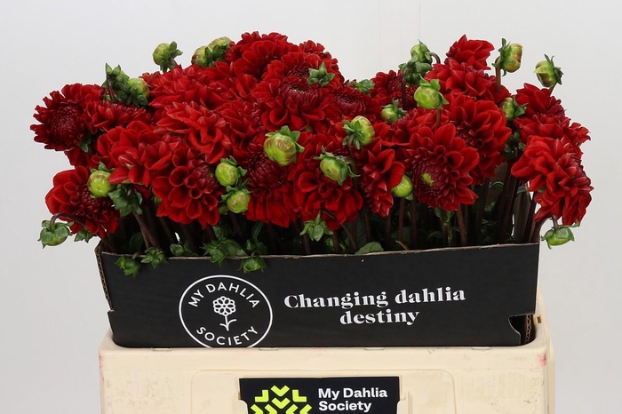 <h4>Dahlia Red Velvet</h4>