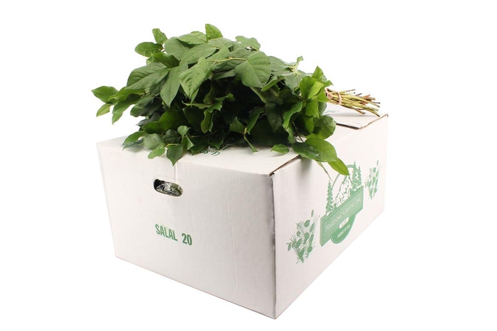 <h4>Salal Long WBE</h4>