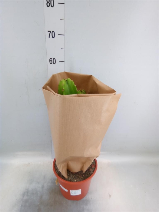 <h4>Euphorbia ingens</h4>