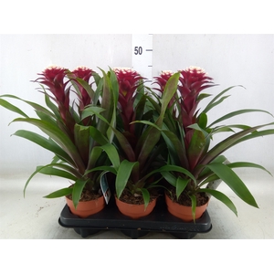 Guzmania  'Francesca'