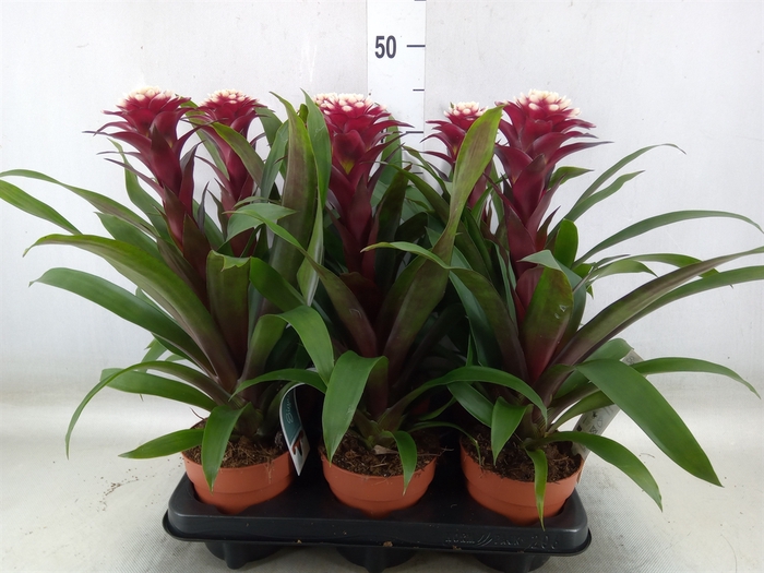<h4>Guzmania  'Francesca'</h4>