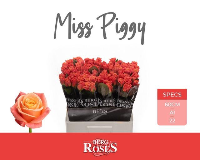 Rosa large miss piggy